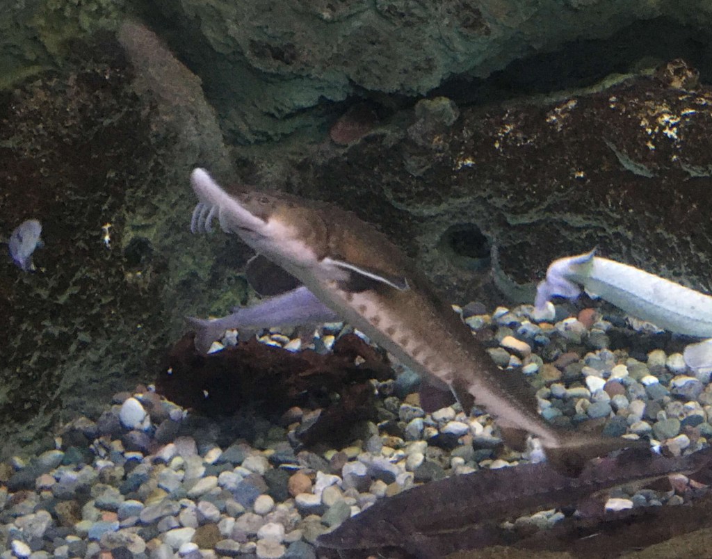Photo of sturgeon