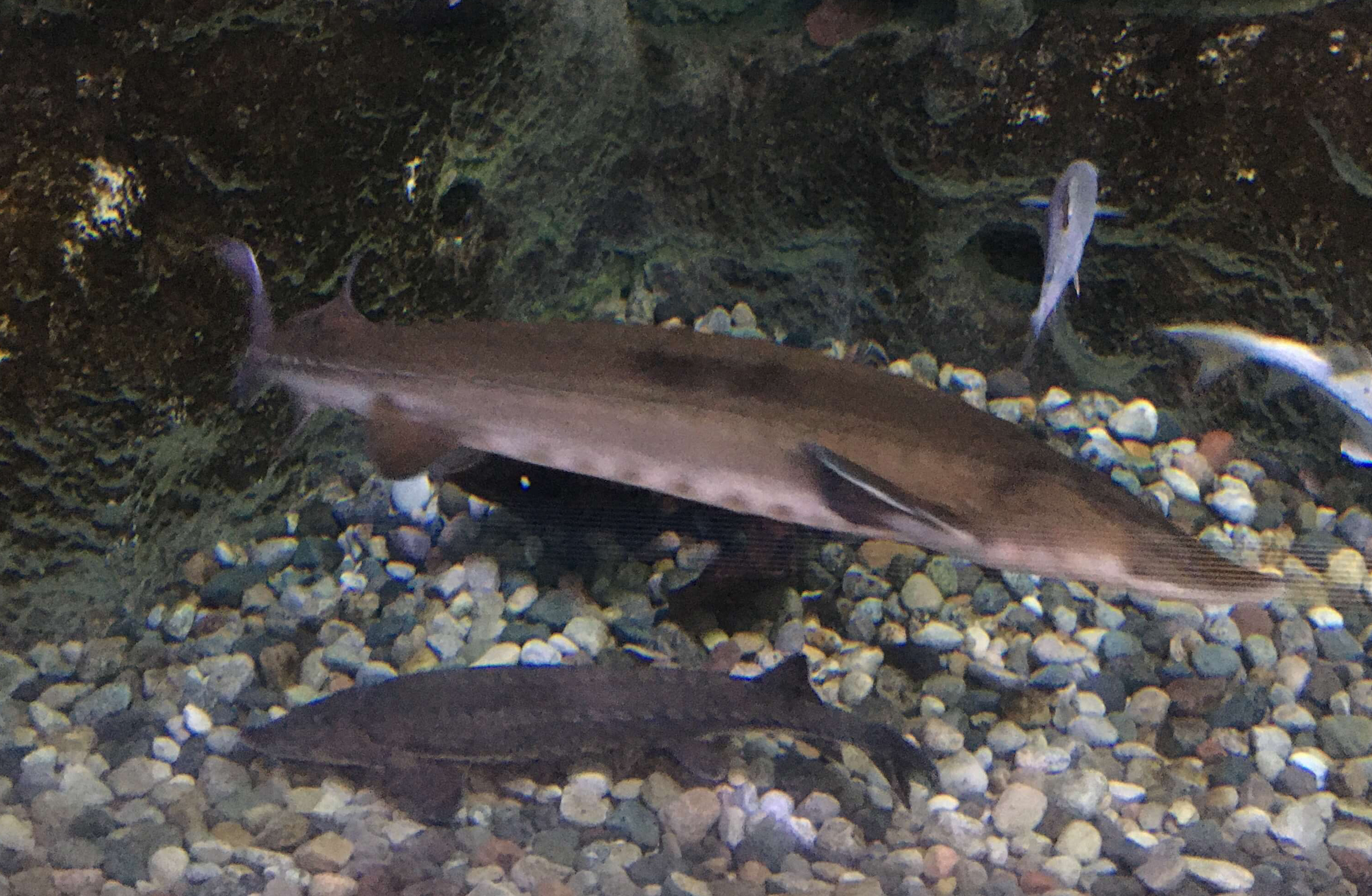 Photo of a sturgeon