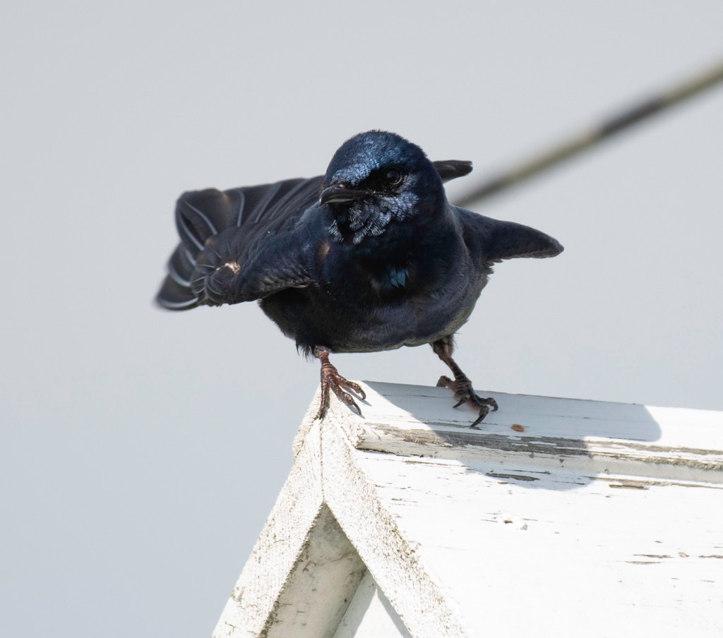 Purple Martins