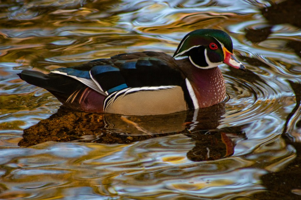 Wood Duck in water